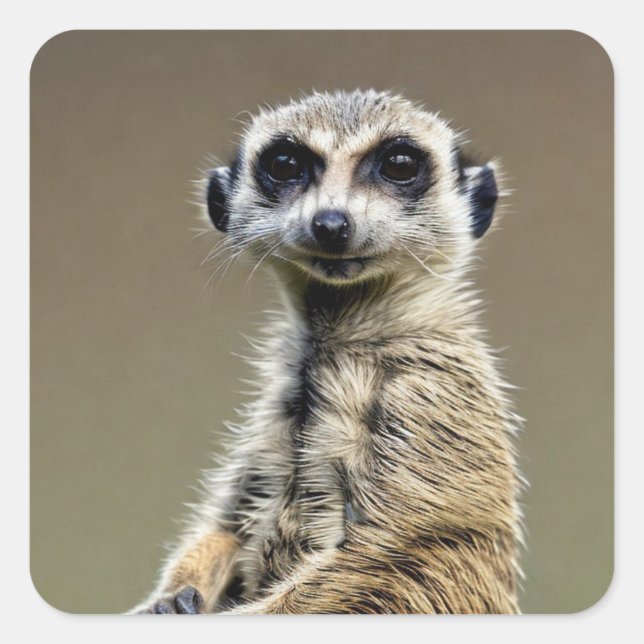 Sticker Carré Meerkat (Devant)