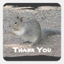 Merci Cute Grey Squirrel Photo Appréciation
