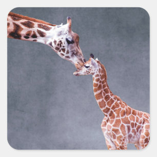 Sticker Carré Mère des images   de Getty et girafe de bébé