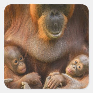 Sticker Carré Mère Orangoutane tenant deux bébés