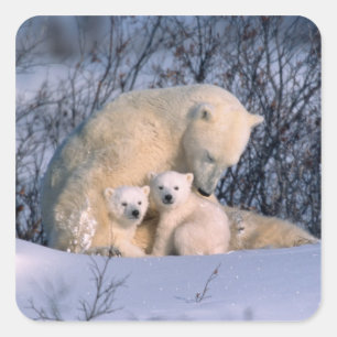 Sticker Carré Mère Ours Polaire assis avec des jumeaux,