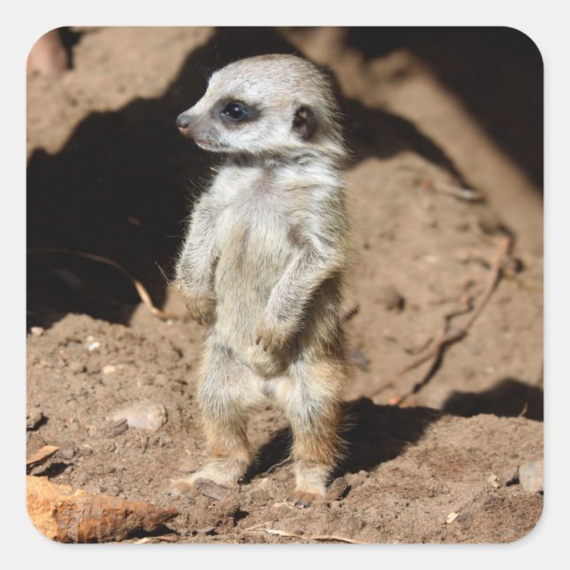 Sticker Carré Merveilleux mignon suet africain Meerkat animal (Devant)