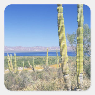 Sticker Carré Mexique, Basse Californie Sur, Mulege, Bahia