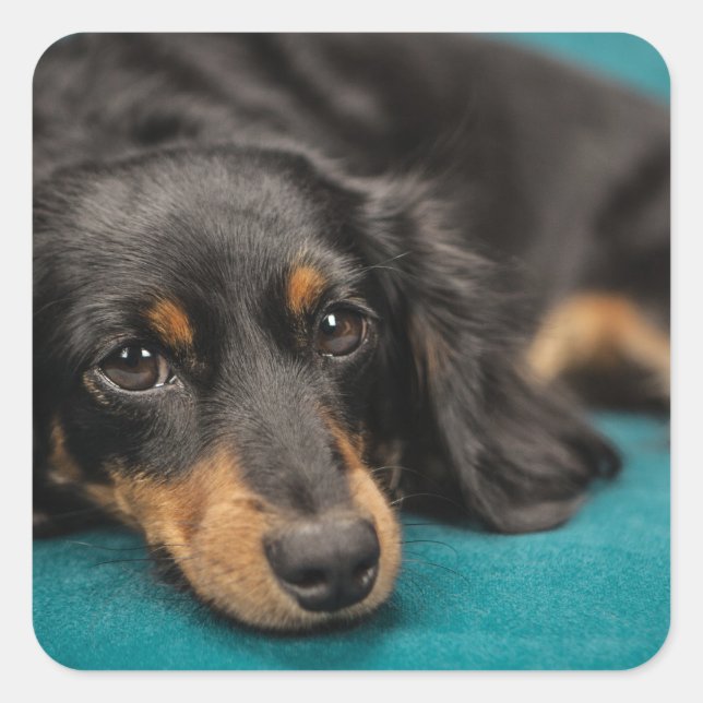 Sticker Carré Mignet Dachshund Se Pose En Bas (Devant)