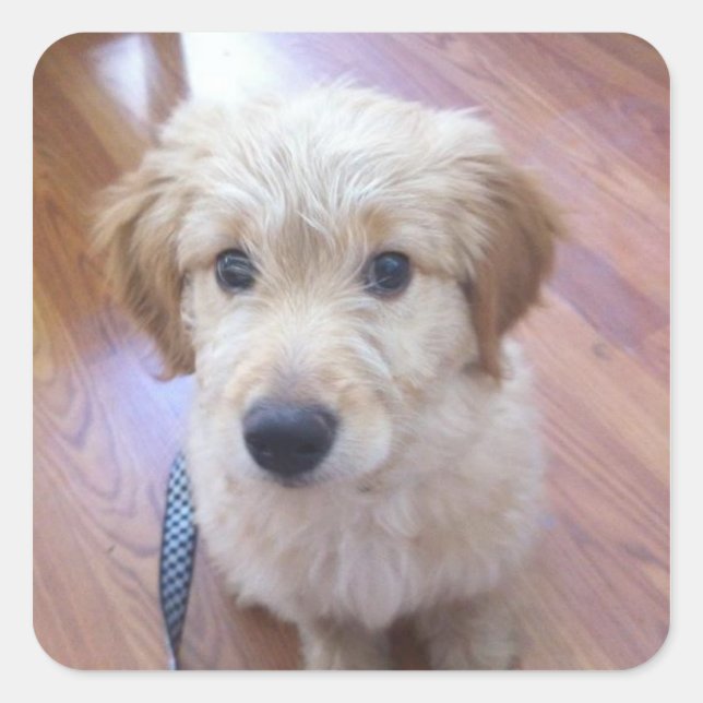 Sticker Carré Mignon GoldenDoodle puppy images (Devant)