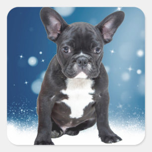 Sticker Carré Mignonne French Bulldog Etoiles de neige Bleu Noël