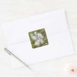 Sticker Carré Milkweed Papillon