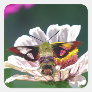 Sticker Carré Mite de colibri