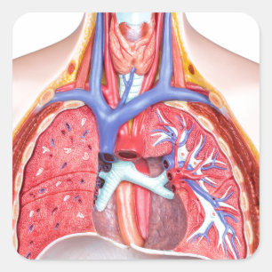 Sticker Carré Modèle corps humain interne sur arrière - plan bla
