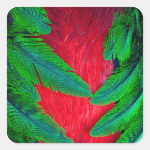 Sticker Carré Modèle de plume Quetzal resplendant