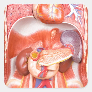 Sticker Carré Modèle humain de corps de torse avec des organes