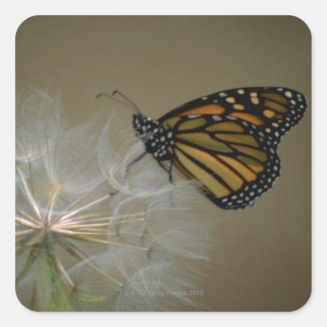 Sticker Carré Monarque sur Dandelion (Devant)