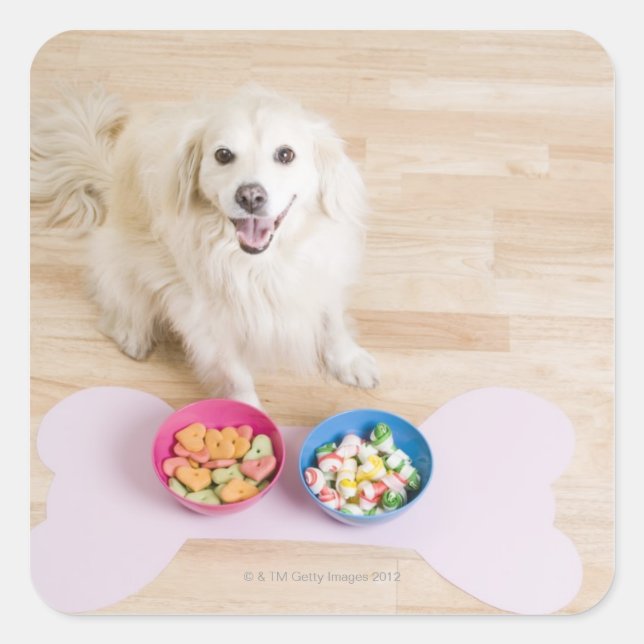 Sticker Carré monceau assis devant deux bols avec chien (Devant)