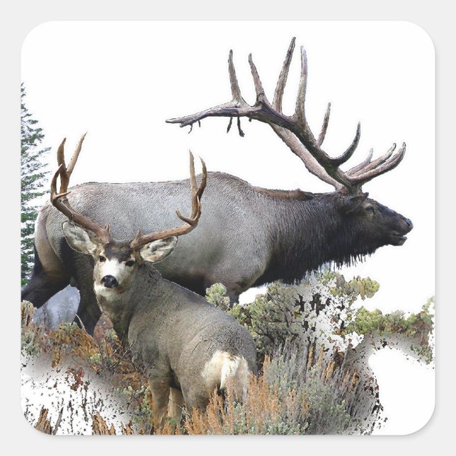 Sticker Carré Monster bull trophée buck (Devant)