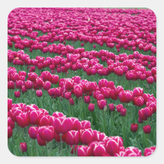 Sticker Carré Montrer le jardin de bulbes de tulipes à fleurs pr