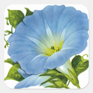 Sticker Carré Morning Glory Vintage Seed Packet