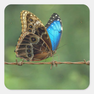 Sticker Carré Morpho commun papillon sur fil barbelé