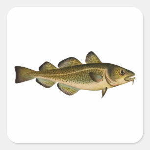 Sticker Carré Morue atlantique