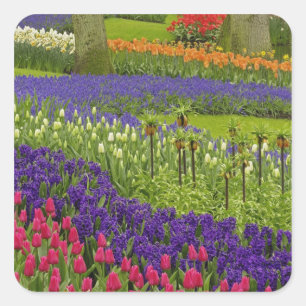 Sticker Carré Motif de tulipes hyacinth et de Grape Hyacinth