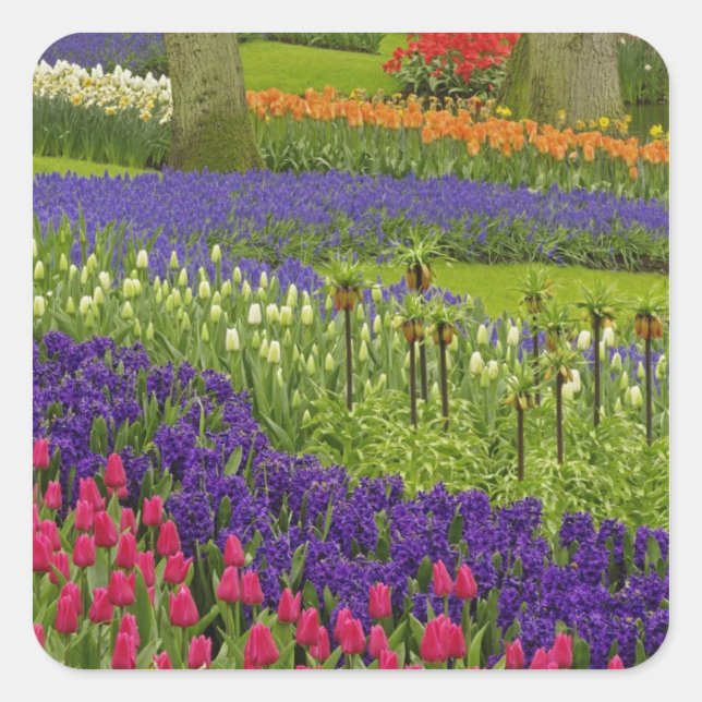 Sticker Carré Motif de tulipes jacinthe et muscari (Devant)