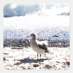 Sticker Carré mouette au bord de l'océan sur la plage photo