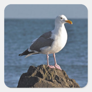 Sticker Carré Mouette blanche et océan