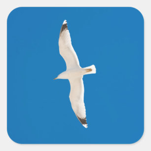 Sticker Carré Mouette volante