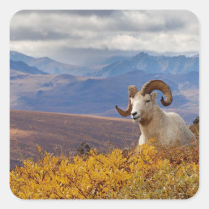 Sticker Carré mouflons, Ovis dalli, bélier