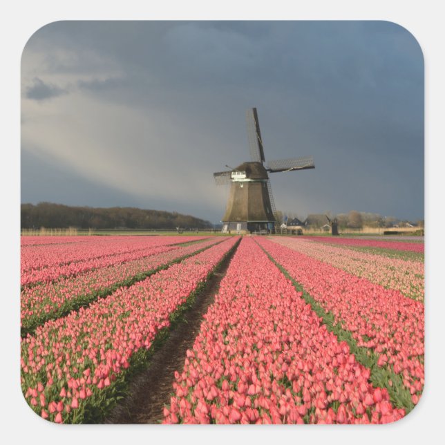 Sticker Carré Moulin à vent avec tulipes roses au printemps (Devant)