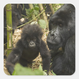 Sticker Carré Mountain Gorilla, adult with young