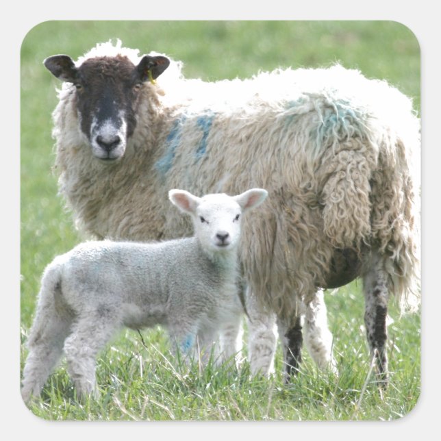 Sticker Carré Mouton avec son agneau (Devant)