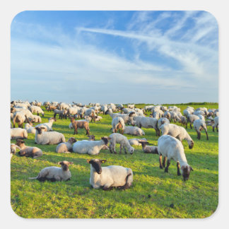 Sticker Carré Moutons dans le pâturage