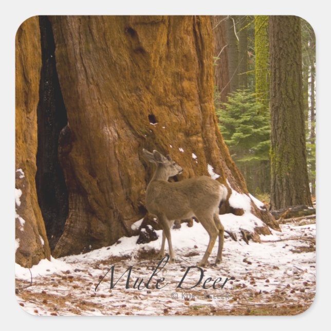 Sticker Carré Mule Deer (Devant)