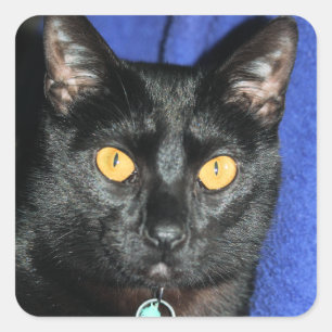 Sticker Carré Murphy