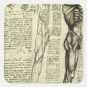 Sticker Carré Muscles humains anatomiques de Léonard de Vinci