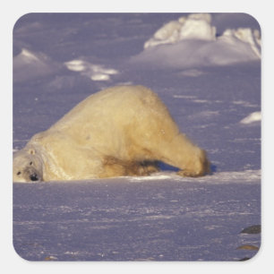 Sticker Carré NA, Canada, Manitoba, Churchill, Ours polaire