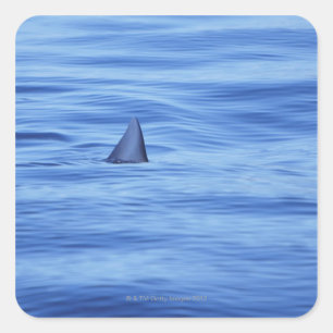 Sticker Carré Nage de requins dans l'eau de mer