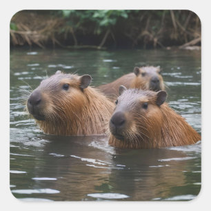 Sticker Carré Nage des capybaras dans la rivière,