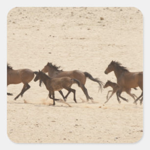 Sticker Carré Namibie, Aus. Groupe de chevaux sauvages en train