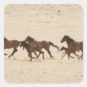 Sticker Carré Namibie, Aus. Groupe de chevaux sauvages sur