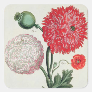 Sticker Carré Nandous de Papaver somniferum et de pavot gravés