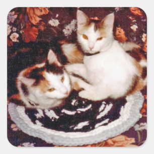 Sticker Carré Nap de chat