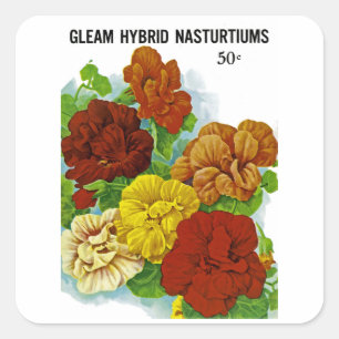 Sticker Carré Nasturtiums
