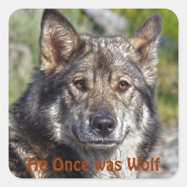 Sticker Carré Noble berger allemand pose semblable au loup (Devant)