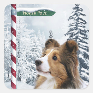 Sticker Carré Noël de chien de berger de Shetland