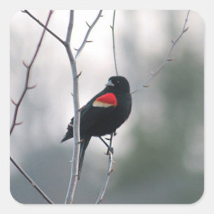 Sticker Carré Noir à ailes rouges