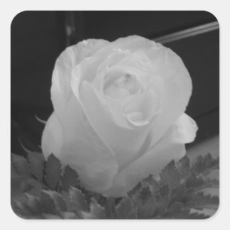 Sticker Carré Noir et blanc