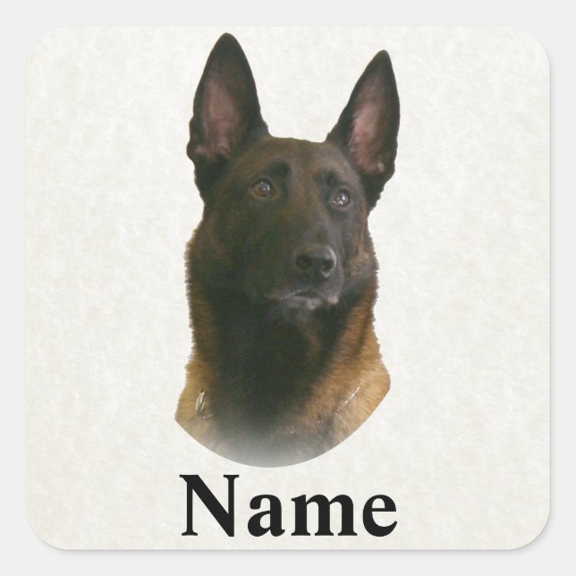 Sticker Carré nom malinois belge (Devant)