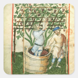 Sticker Carré Nouv Acq Lat Rassemblement et pressage de raisins