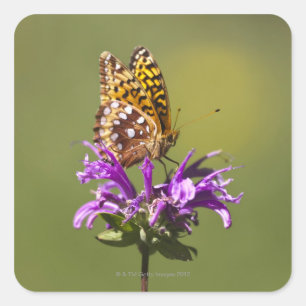 Sticker Carré nouveau-mexique, états-unis d'amérique